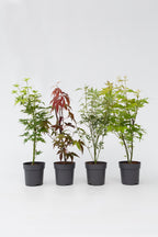 Mélange De 4 Érables Japonais – Plante D’Extérieur