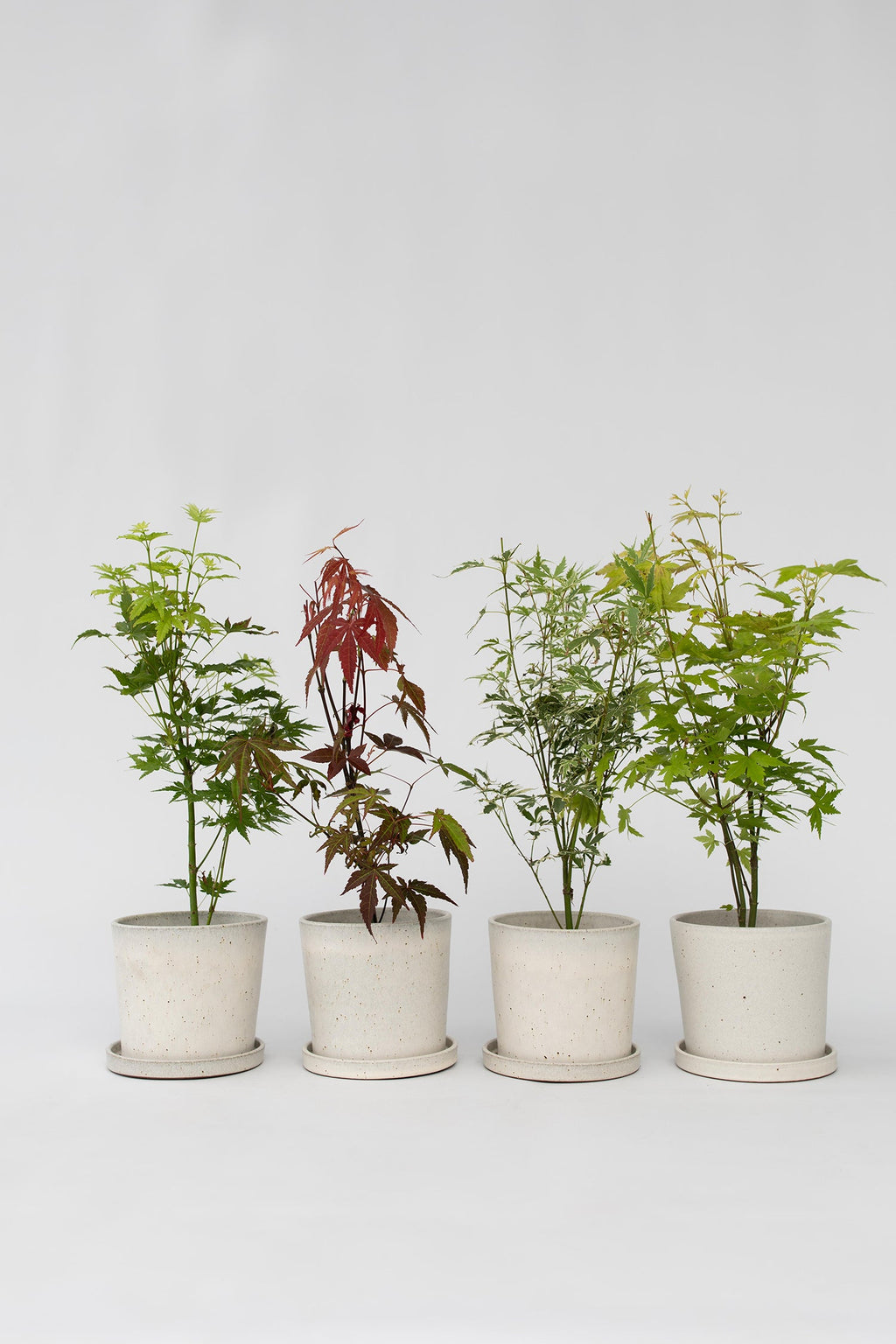 Mélange De 4 Érables Japonais – Plante D’Extérieur