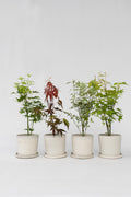 Mélange De 4 Érables Japonais – Plante D’Extérieur