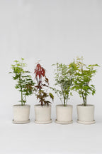 Mélange De 4 Érables Japonais – Plante D’Extérieur