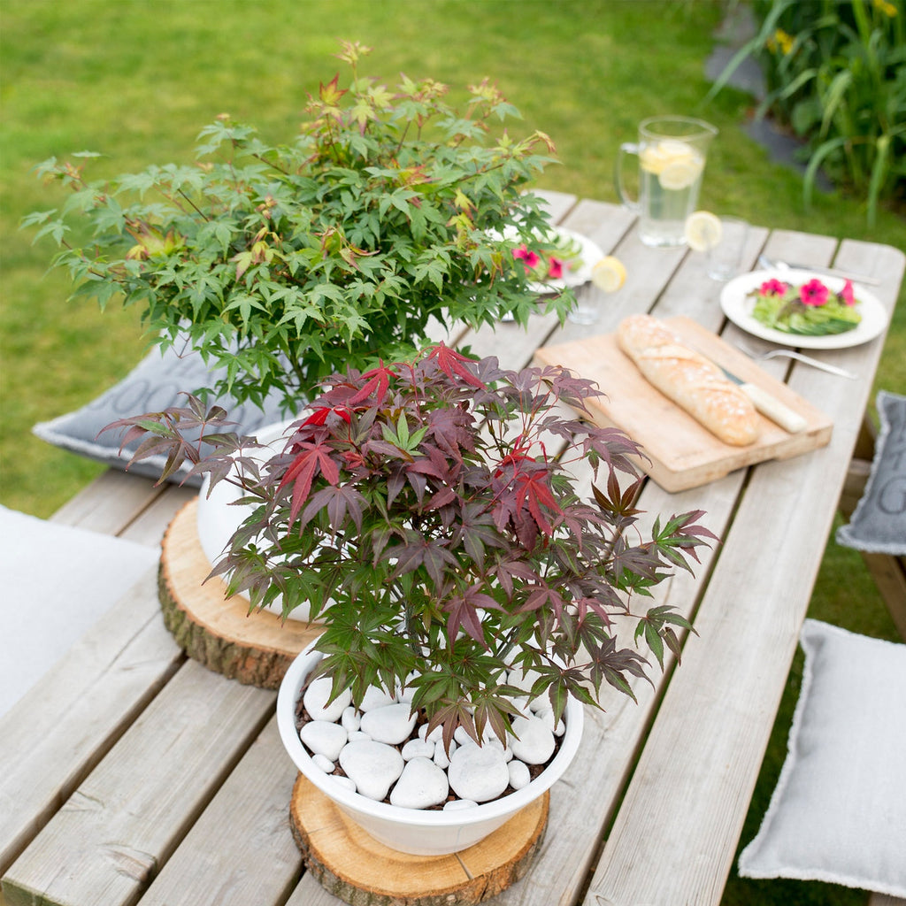 Érable Du Japon - Acer Atropurpureum – Plante D'Extérieur