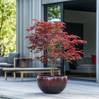 Érable Du Japon - Acer Atropurpureum – Plante D'Extérieur