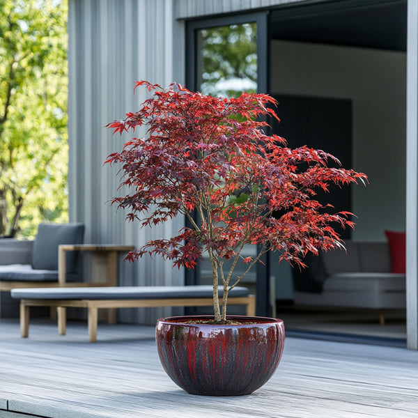 Érable Du Japon - Acer Atropurpureum – Plante D'Extérieur