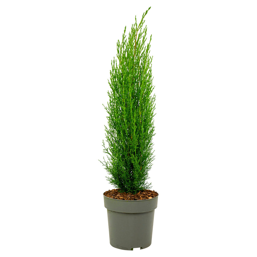 Cyprès De Toscane – Plante D’Extérieur