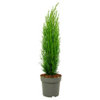 Cyprès De Toscane – Plante D’Extérieur