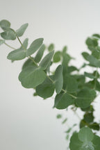 Lot De 2 Eucalyptus Baby Blue S – Plante D’Extérieur