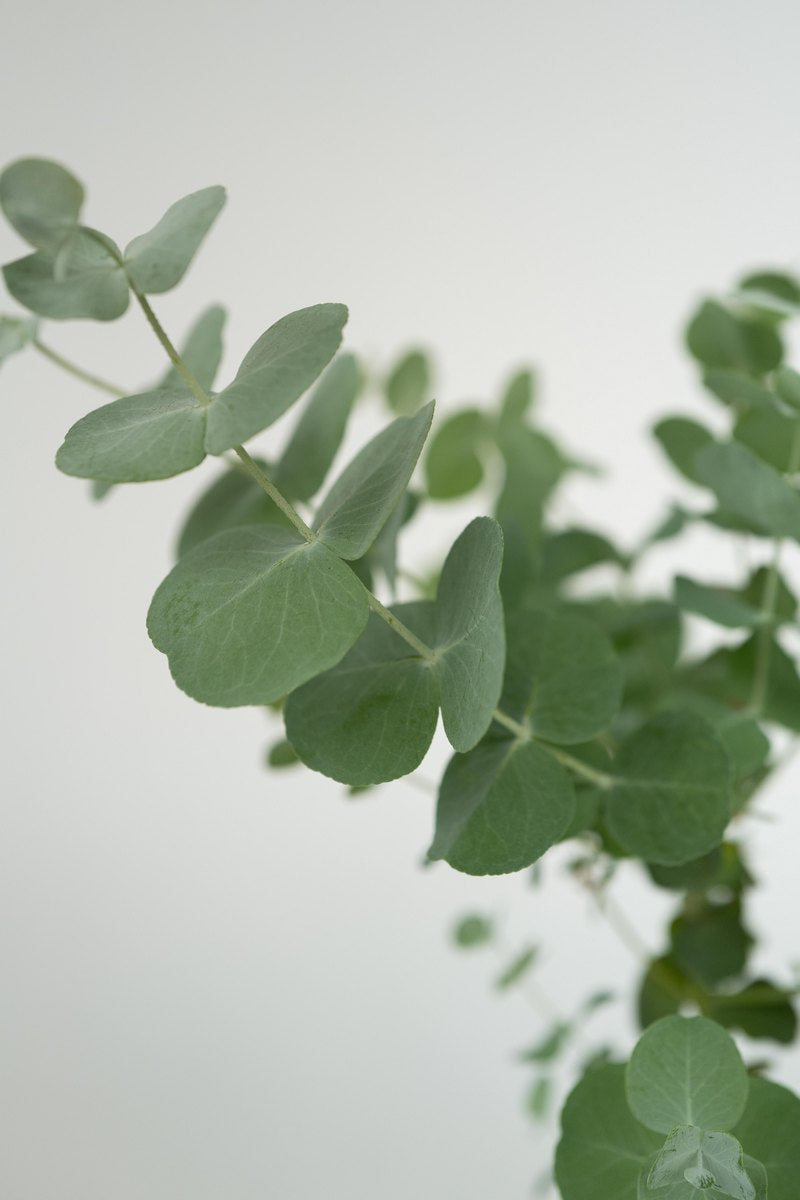 Lot De 2 Eucalyptus Baby Blue S – Plante D’Extérieur