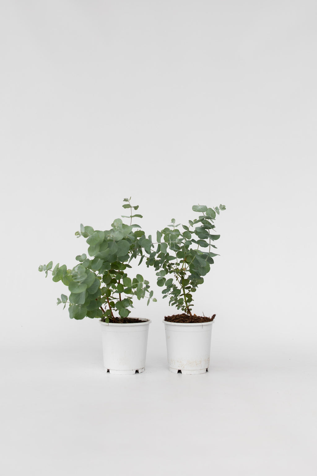 Lot De 2 Eucalyptus Baby Blue S – Plante D’Extérieur