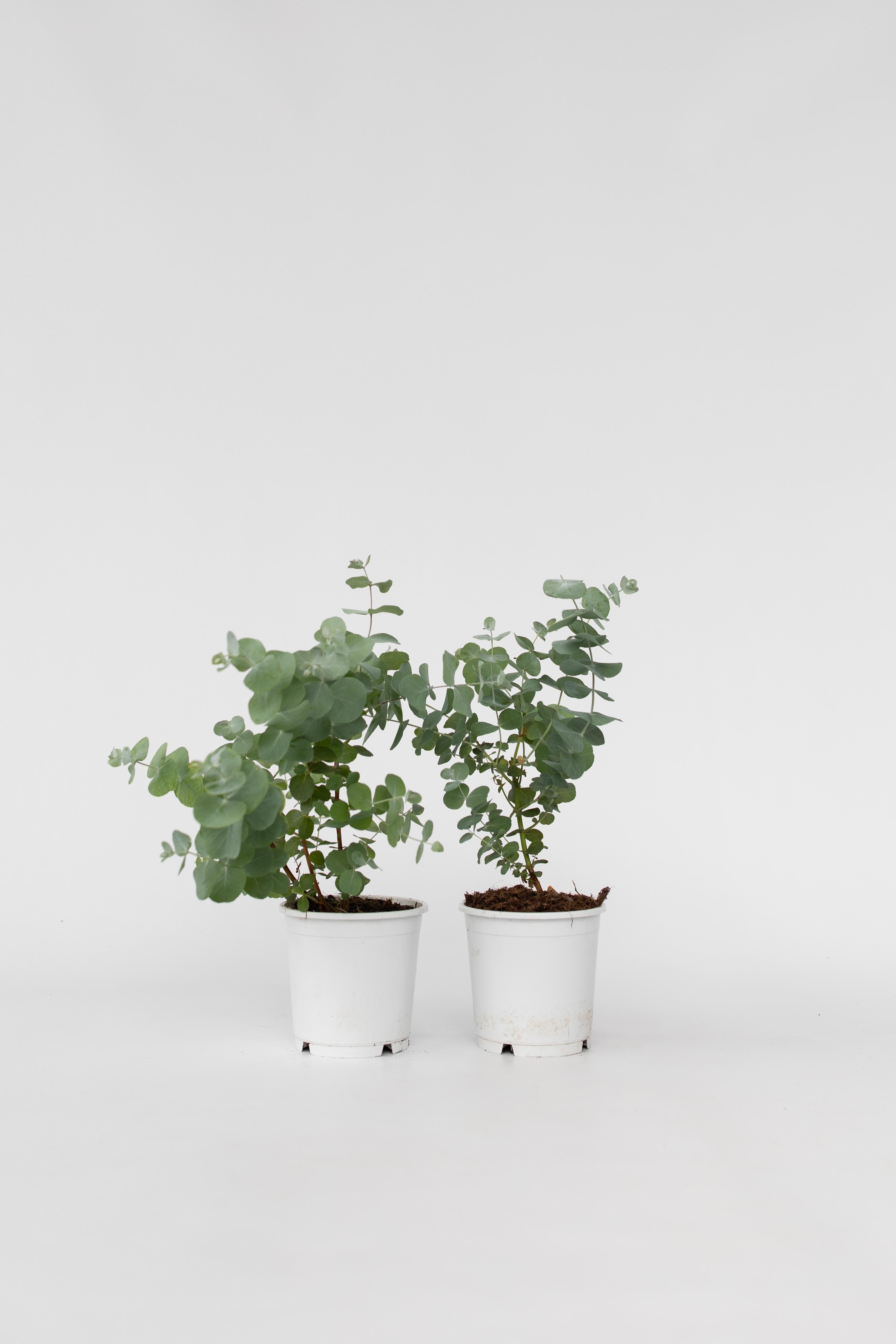 Lot De 2 Eucalyptus Baby Blue S – Plante D’Extérieur