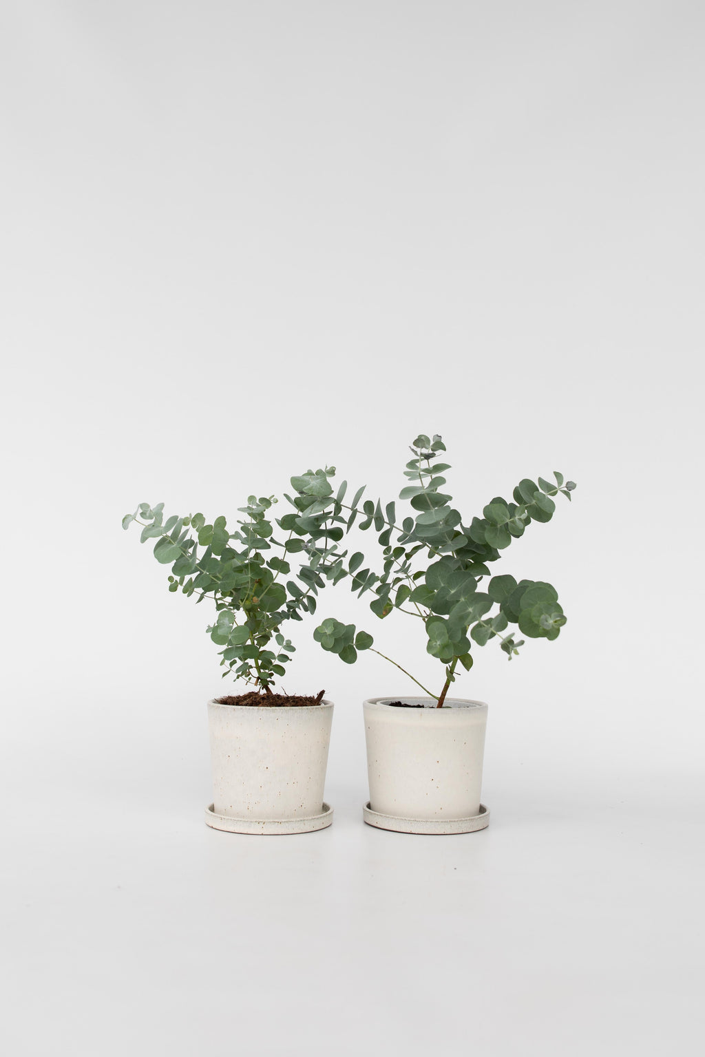 Lot De 2 Eucalyptus Baby Blue S – Plante D’Extérieur
