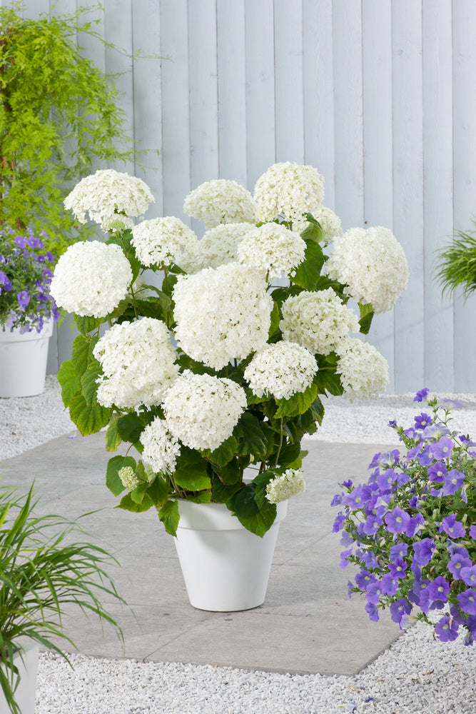 Lot De 2 Hortensias ‘Strong Annabelle’ – Plante D’Extérieur