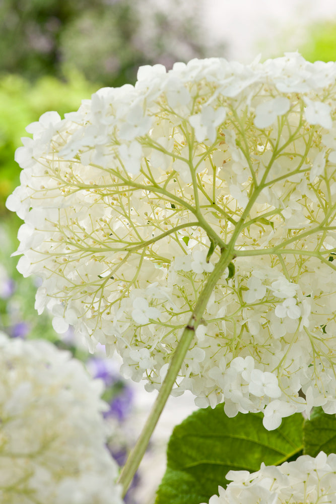 Lot De 2 Hortensias ‘Strong Annabelle’ – Plante D’Extérieur