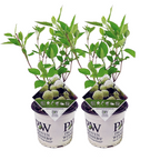 Lot De 2 Hortensias ‘Strong Annabelle’ – Plante D’Extérieur