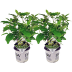 Lot De 2 Hortensias ‘Strong Annabelle’ – Plante D’Extérieur