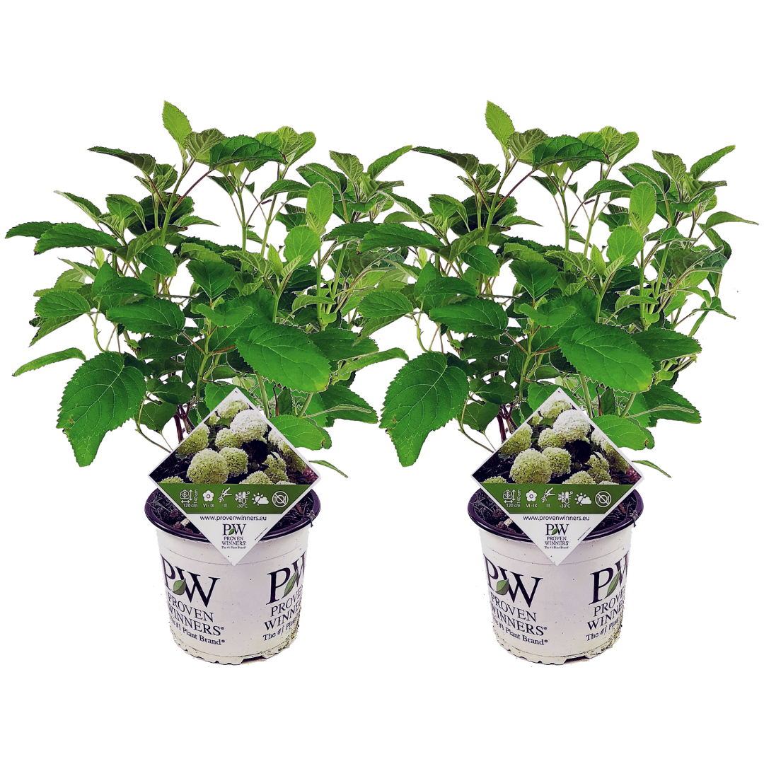 Lot De 2 Hortensias ‘Strong Annabelle’ – Plante D’Extérieur
