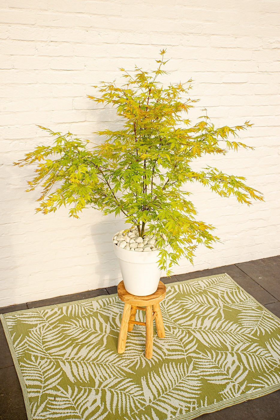 Érable Japonais ‘Orange Lace’ – Plante D’Extérieur