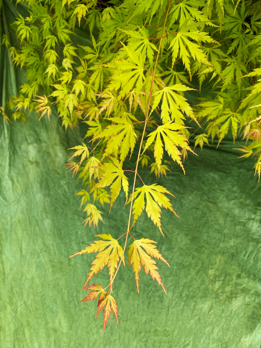 Érable Japonais ‘Orange Lace’ – Plante D’Extérieur