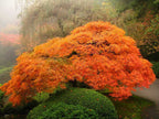 Érable Japonais ‘Orange Lace’ – Plante D’Extérieur