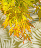 Érable Japonais ‘Orange Lace’ – Plante D’Extérieur
