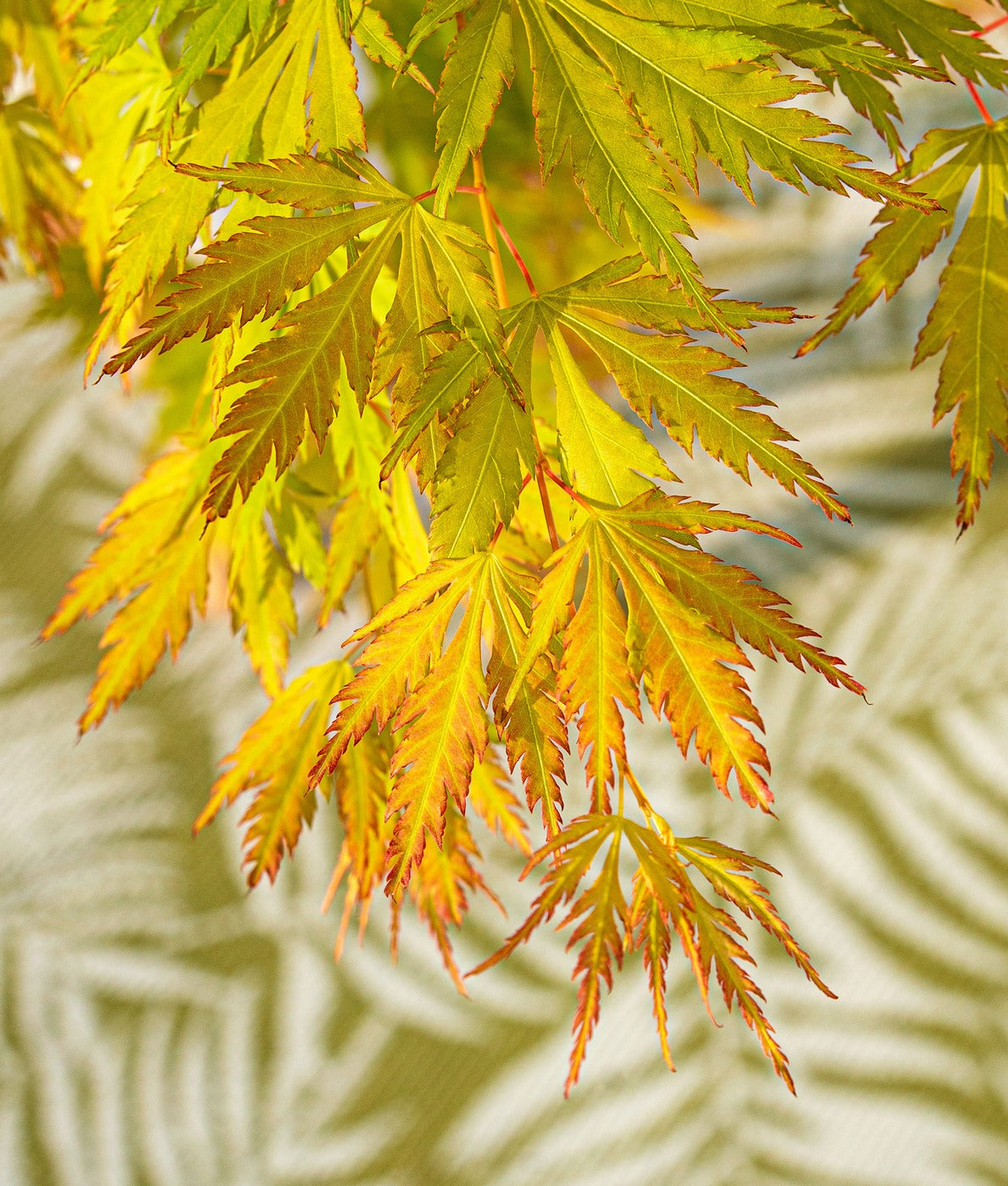 Érable Japonais ‘Orange Lace’ – Plante D’Extérieur