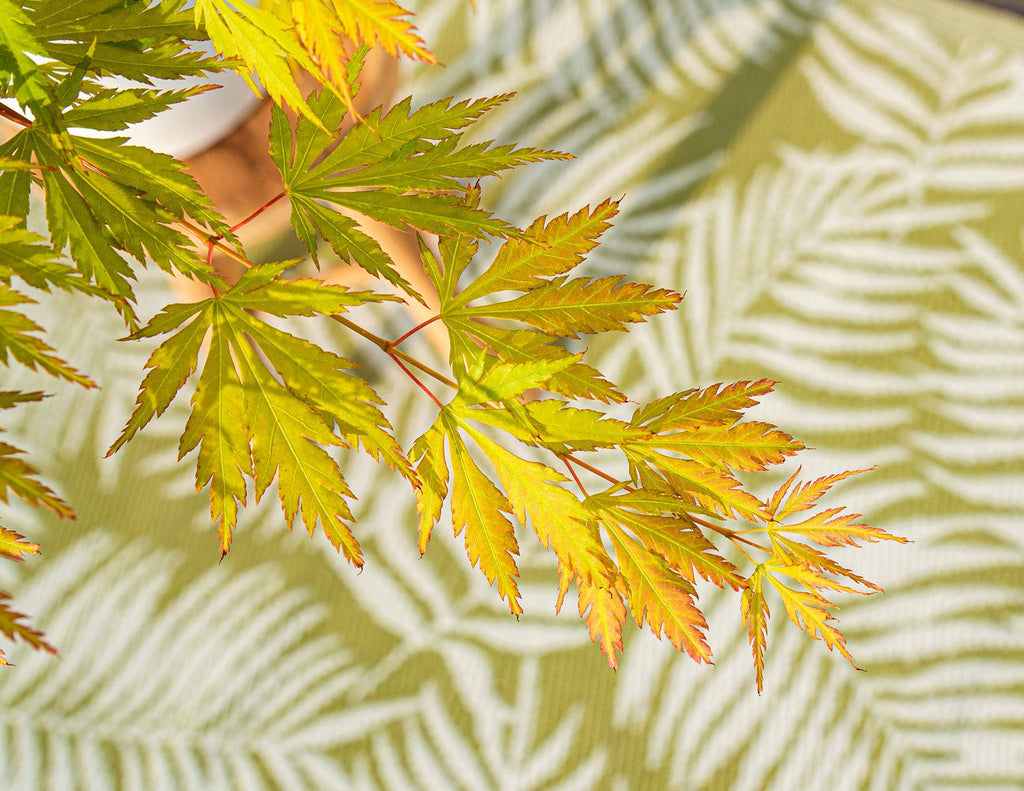 Érable Japonais ‘Orange Lace’ – Plante D’Extérieur