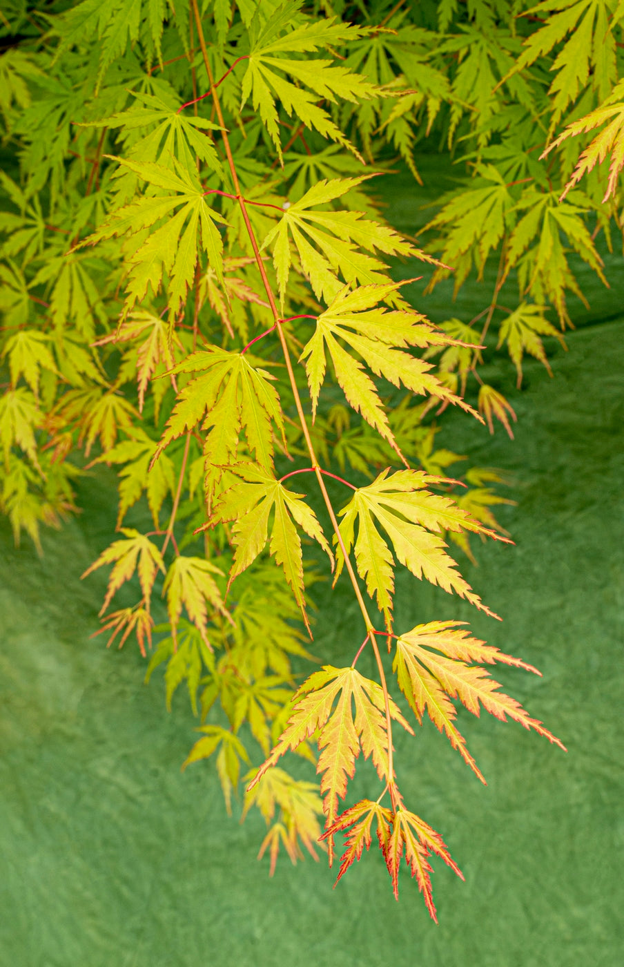 Érable Japonais ‘Orange Lace’ – Plante D’Extérieur