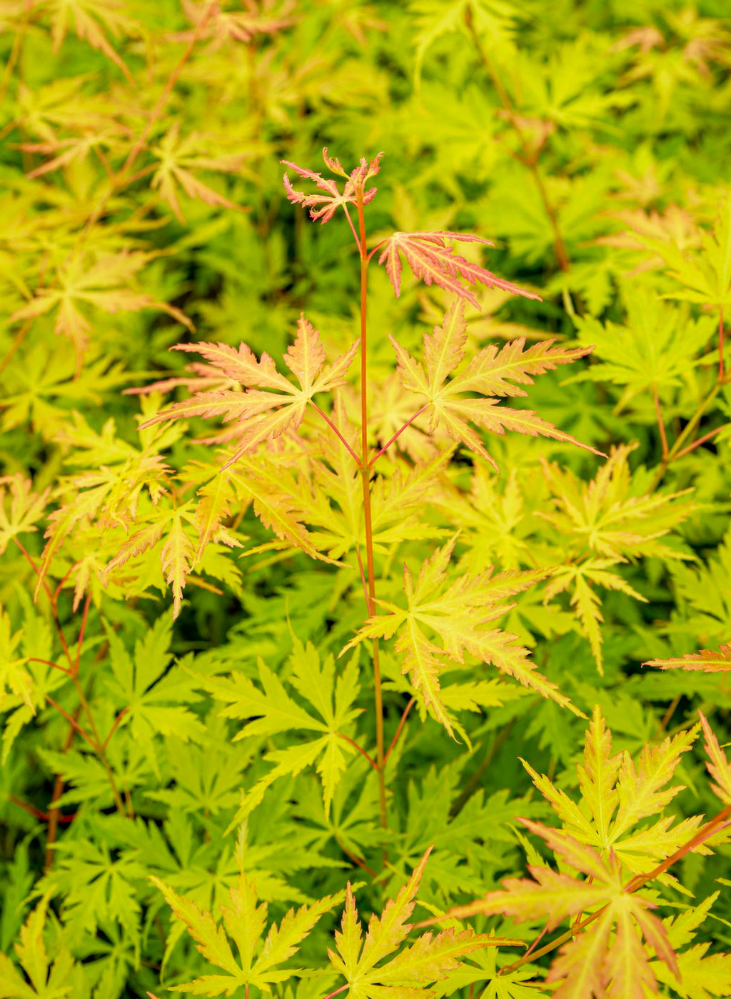 Érable Japonais ‘Orange Lace’ – Plante D’Extérieur