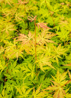 Érable Japonais ‘Orange Lace’ – Plante D’Extérieur