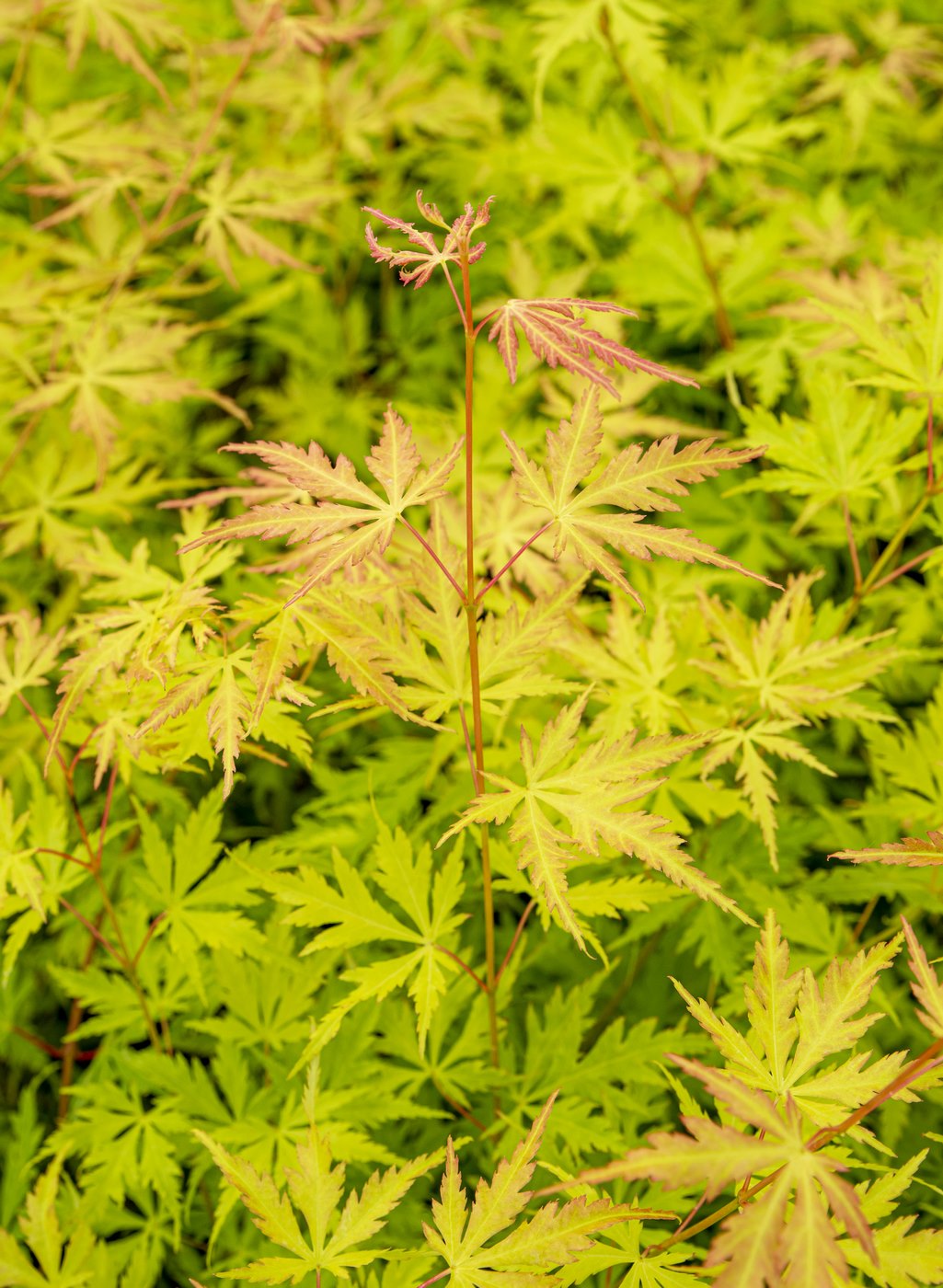 Érable Japonais ‘Orange Lace’ – Plante D’Extérieur