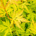 Érable Japonais ‘Orange Lace’ – Plante D’Extérieur