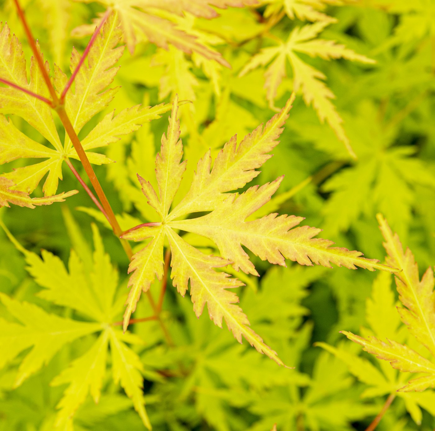Érable Japonais ‘Orange Lace’ – Plante D’Extérieur