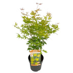 Érable Japonais ‘Orange Lace’ – Plante D’Extérieur