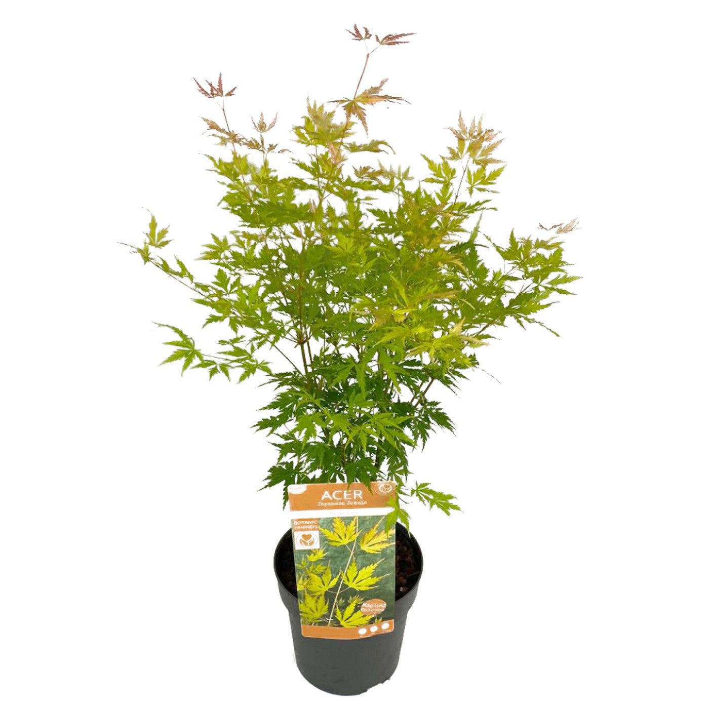 Érable Japonais ‘Orange Lace’ – Plante D’Extérieur