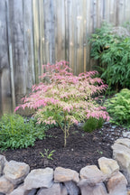 Érable Japonais ‘Taylor’ – Plante D’Extérieur