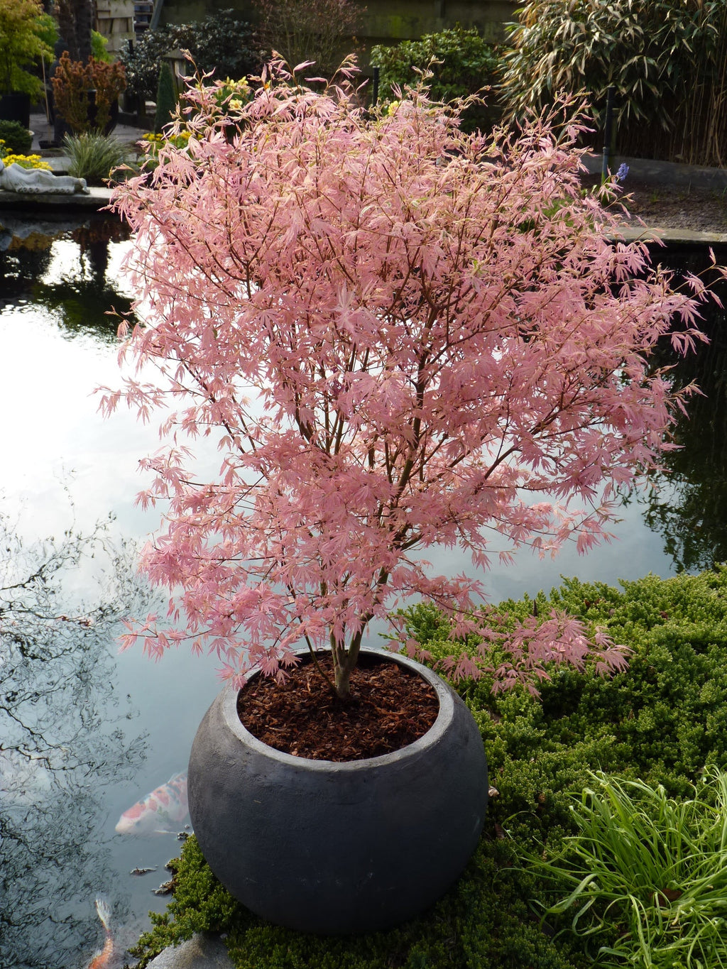 Érable Japonais ‘Taylor’ – Plante D’Extérieur