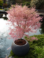 Érable Japonais ‘Taylor’ – Plante D’Extérieur