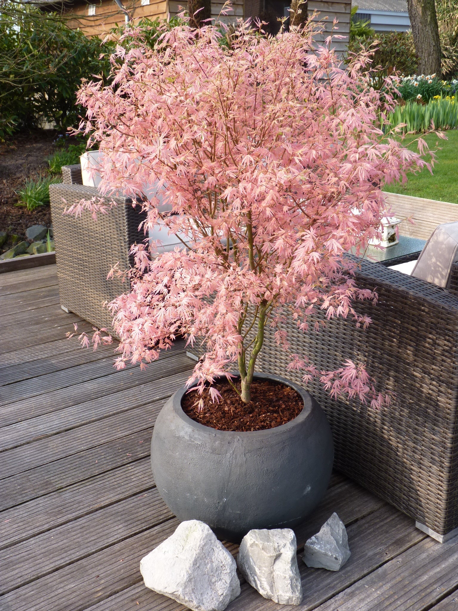 Érable Japonais ‘Taylor’ – Plante D’Extérieur