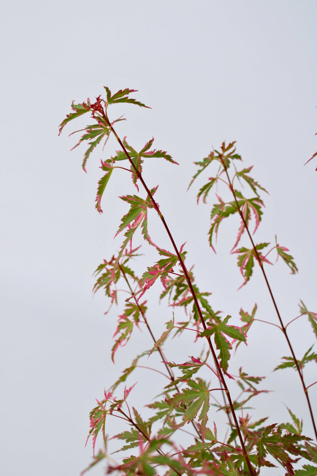 Érable Japonais ‘Taylor’ – Plante D’Extérieur