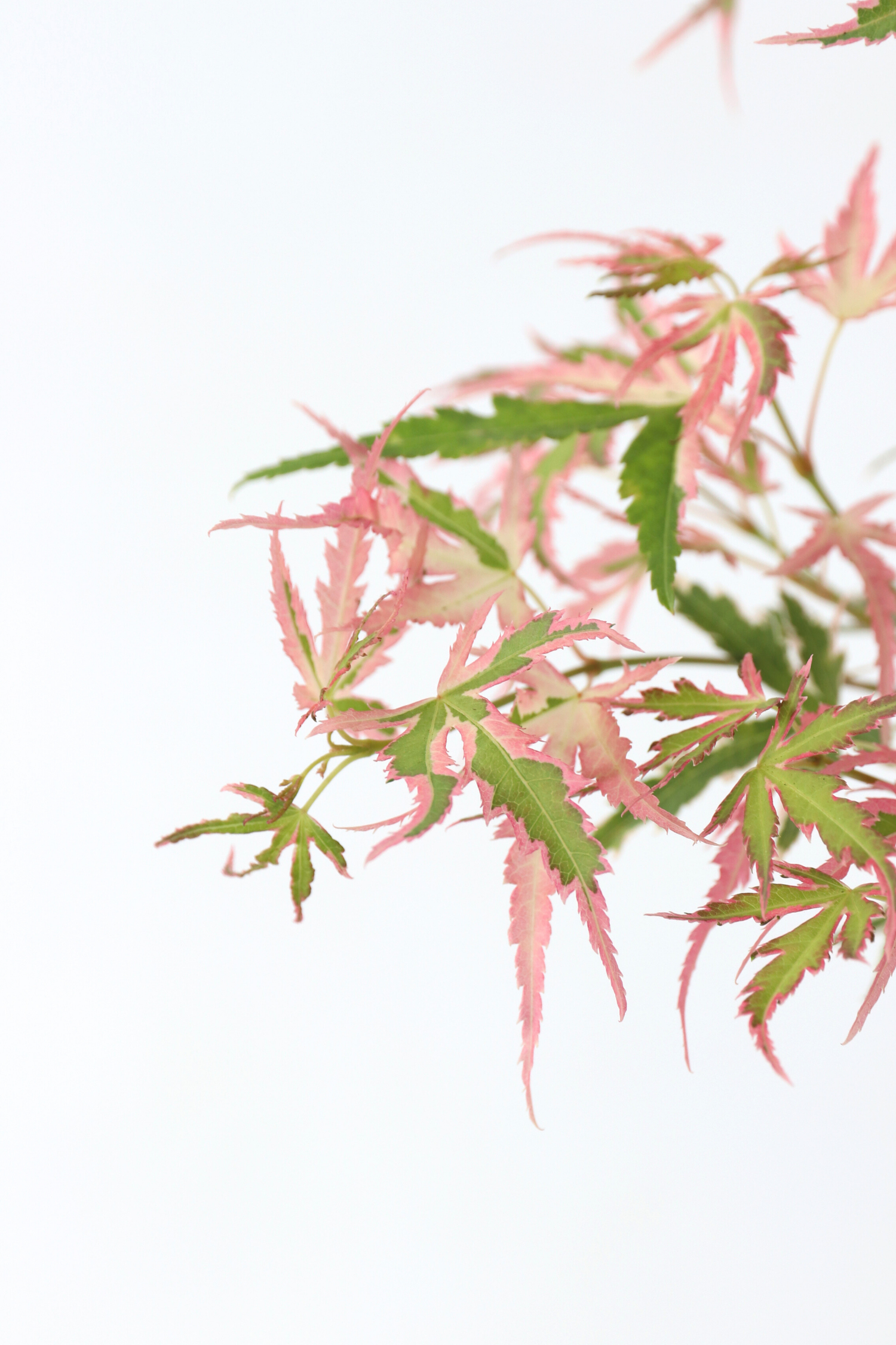 Érable Japonais ‘Taylor’ – Plante D’Extérieur