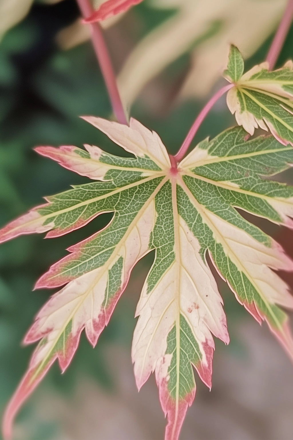 Érable Japonais ‘Taylor’ – Plante D’Extérieur