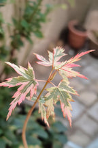 Érable Japonais ‘Taylor’ – Plante D’Extérieur