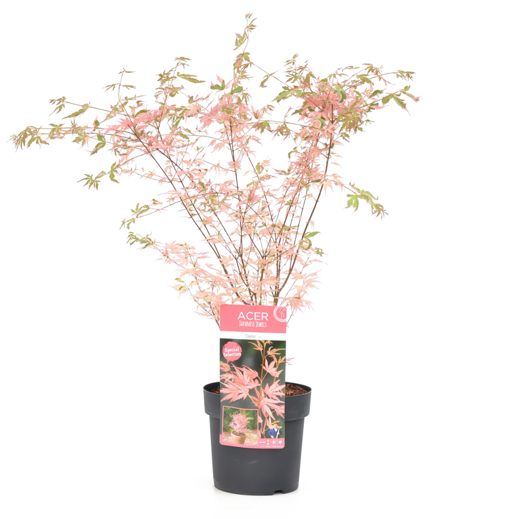 Érable Japonais ‘Taylor’ – Plante D’Extérieur
