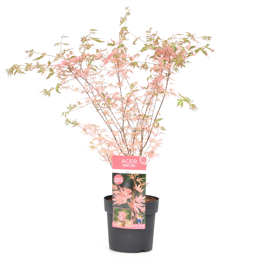 Érable Japonais ‘Taylor’ – Plante D’Extérieur