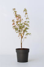 Érable Japonais ‘Taylor’ – Plante D’Extérieur