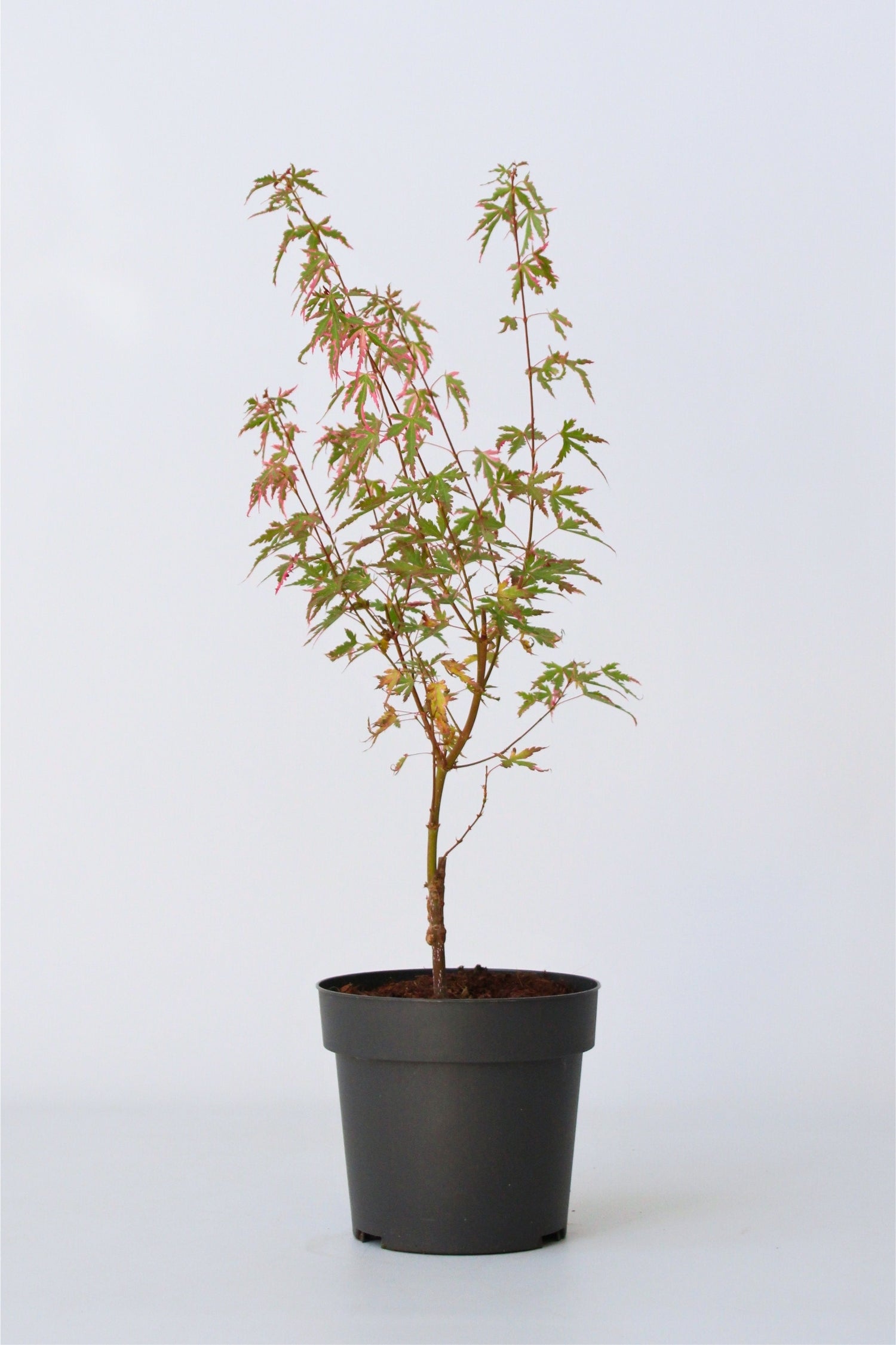 Érable Japonais ‘Taylor’ – Plante D’Extérieur