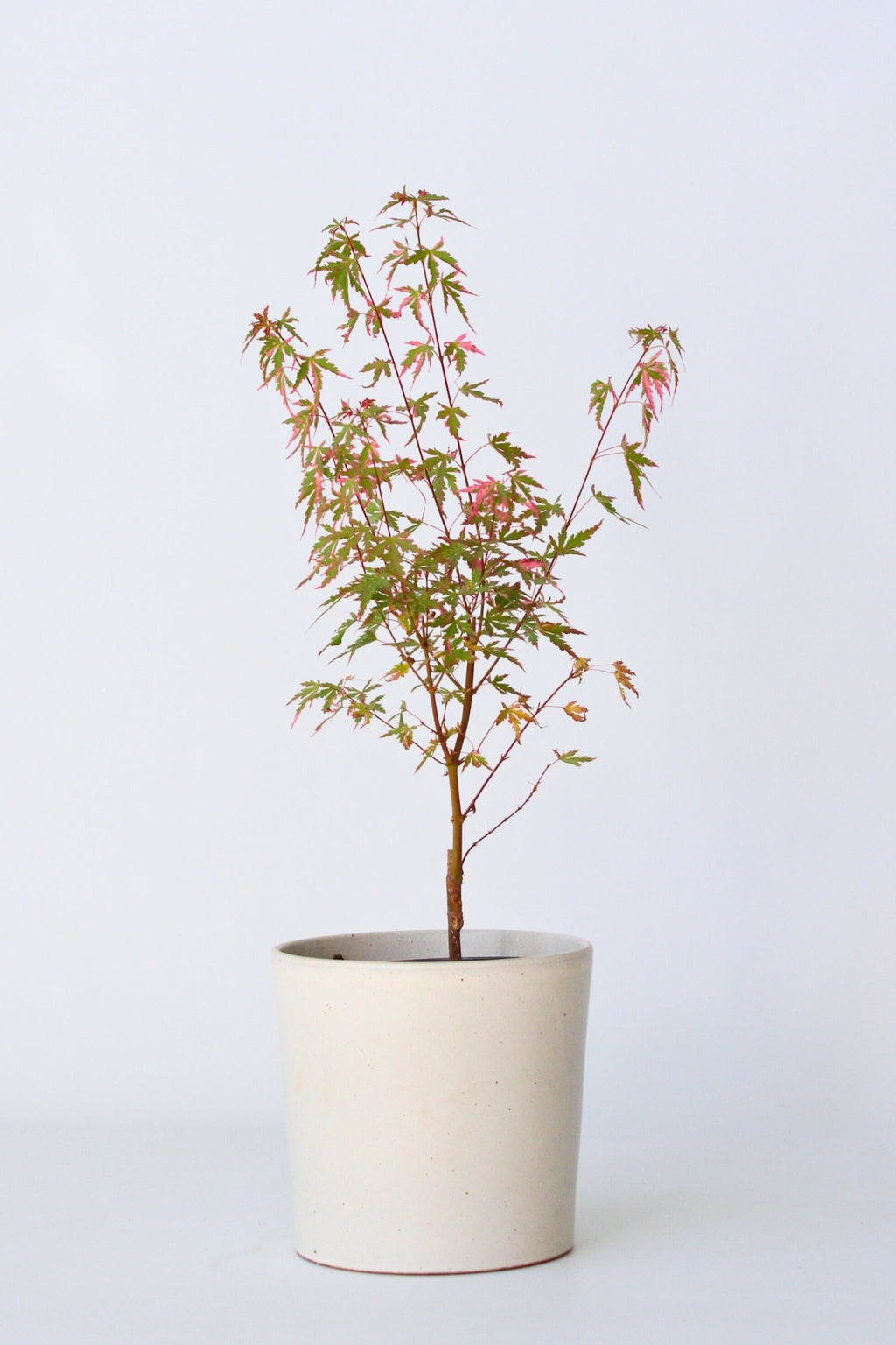 Érable Japonais ‘Taylor’ – Plante D’Extérieur