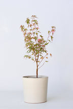 Érable Japonais ‘Taylor’ – Plante D’Extérieur