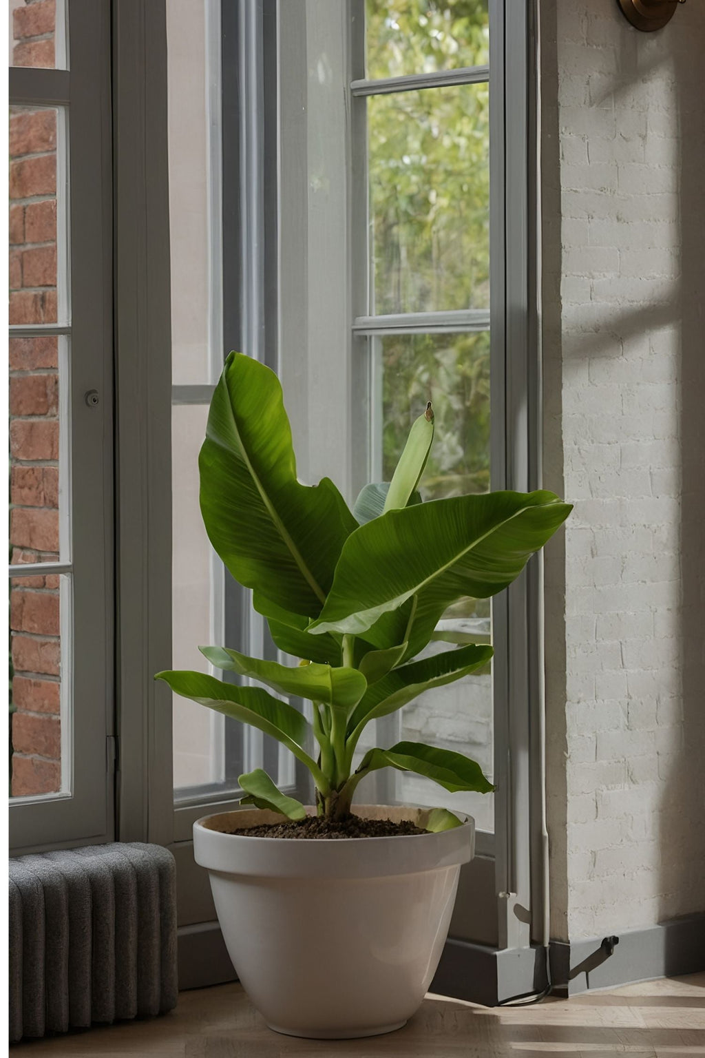 Lot De 2 Bananiers D’Intérieur 'Musa Oriental Dwarf' – Plante D’Intérieur