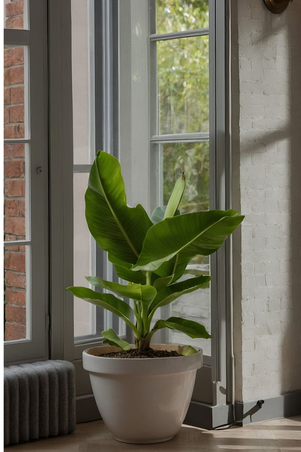 Lot De 2 Bananiers D’Intérieur 'Musa Oriental Dwarf' – Plante D’Intérieur