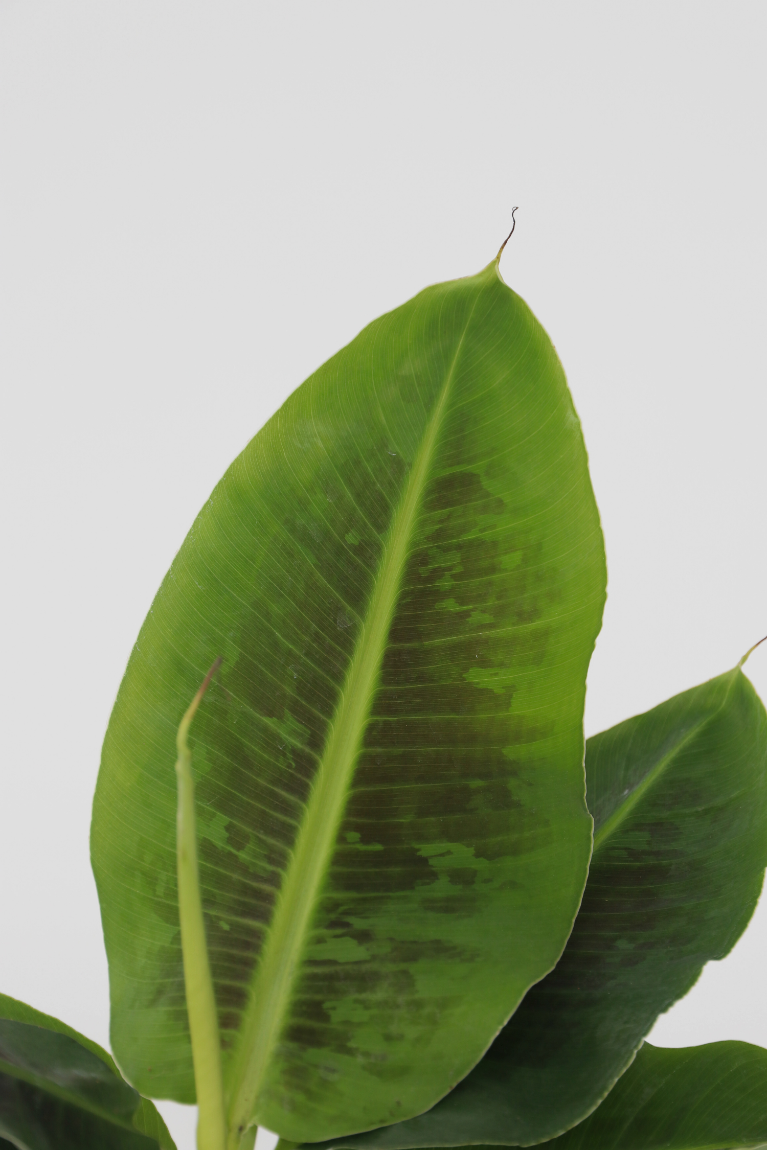 Lot De 2 Bananiers D’Intérieur 'Musa Oriental Dwarf' – Plante D’Intérieur